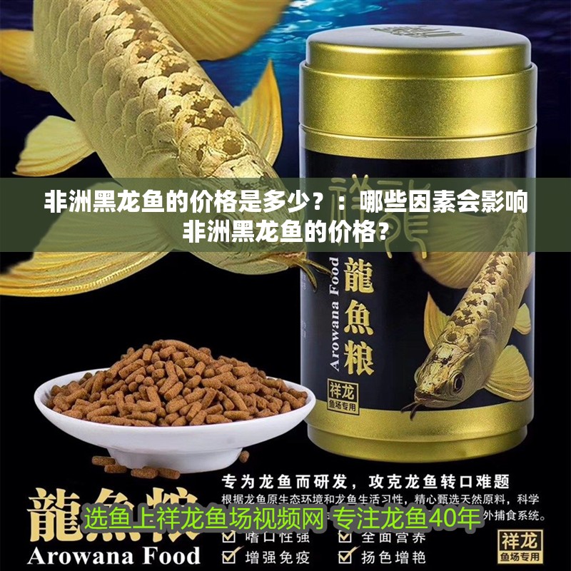 非洲黑龍魚的價格是多少？：哪些因素會影響非洲黑龍魚的價格？