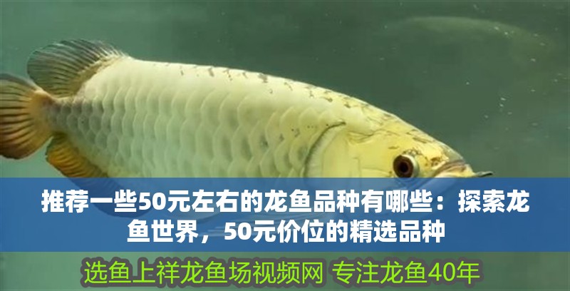 推薦一些50元左右的龍魚品種有哪些：探索龍魚世界，50元價位的精選品種