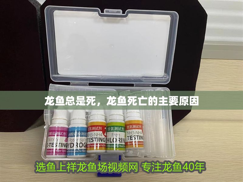 龍魚總是死，龍魚死亡的主要原因