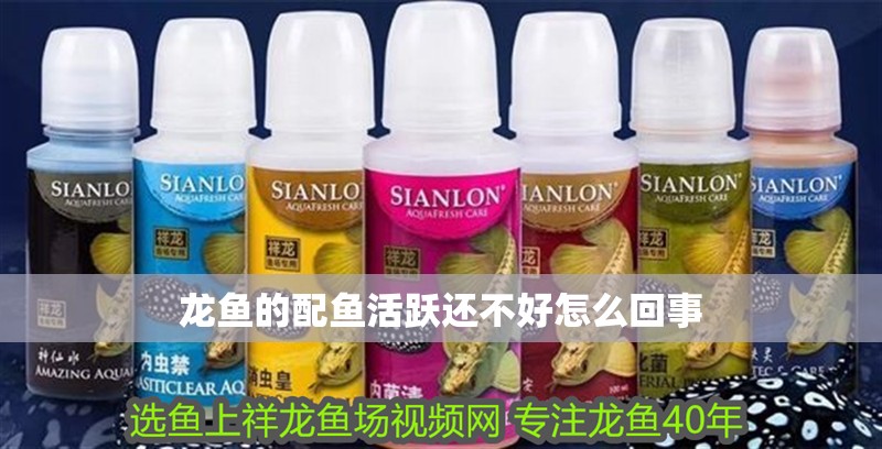 龍魚的配魚活躍還不好怎么回事