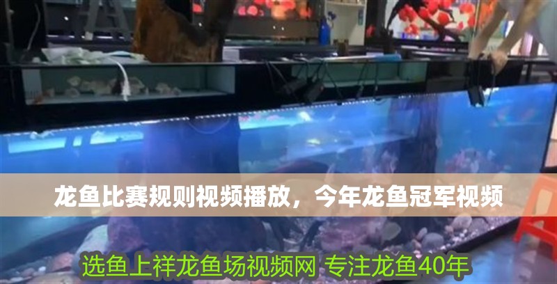 龍魚比賽規(guī)則視頻播放，今年龍魚冠軍視頻
