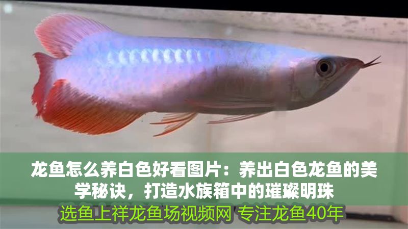 龍魚怎么養白色好看圖片：養出白色龍魚的美學秘訣，打造水族箱中的璀璨明珠