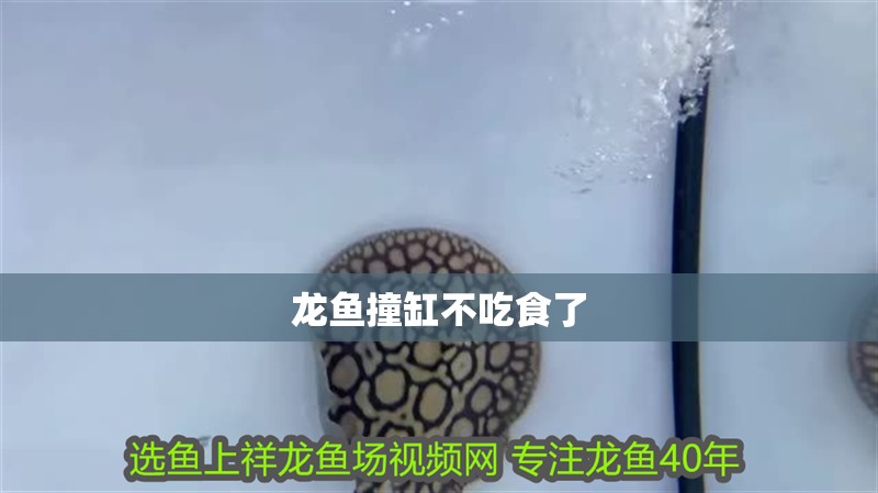 龍魚撞缸不吃食了