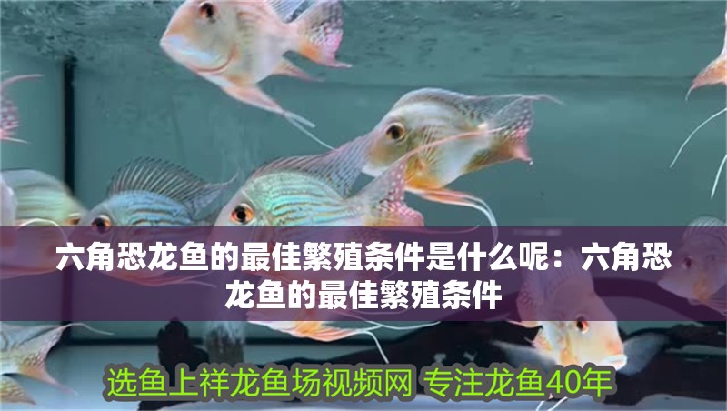 六角恐龍魚的最佳繁殖條件是什么呢：六角恐龍魚的最佳繁殖條件