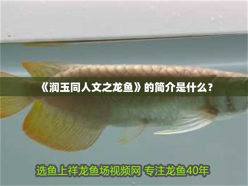 《潤玉同人文之龍魚》的簡介是什么？