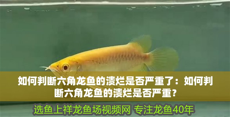 如何判斷六角龍魚的潰爛是否嚴(yán)重了：如何判斷六角龍魚的潰爛是否嚴(yán)重？