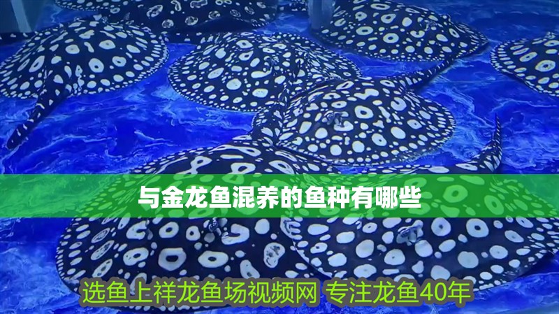 與金龍魚混養的魚種有哪些 與金龍魚混養的魚種有哪些 龍魚百科