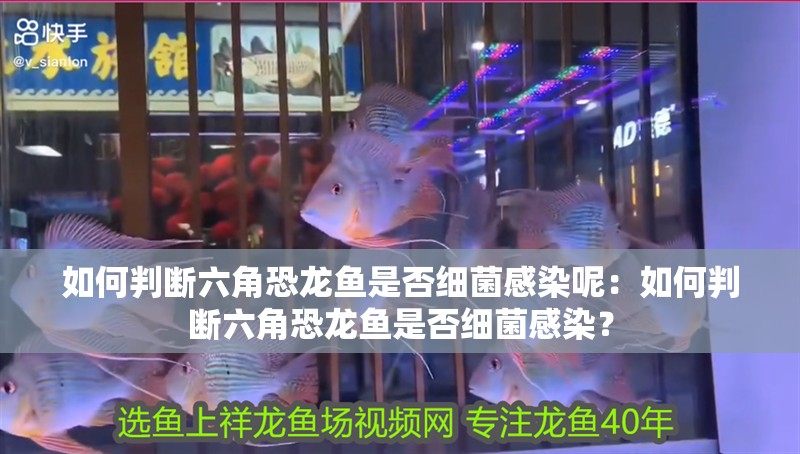 如何判斷六角恐龍魚是否細菌感染呢：如何判斷六角恐龍魚是否細菌感染？