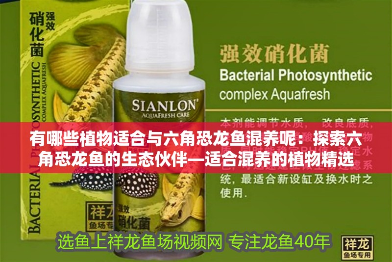 有哪些植物適合與六角恐龍魚混養(yǎng)呢：探索六角恐龍魚的生態(tài)伙伴—適合混養(yǎng)的植物精選