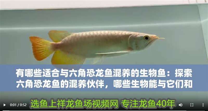 有哪些適合與六角恐龍魚混養(yǎng)的生物魚：探索六角恐龍魚的混養(yǎng)伙伴，哪些生物能與它們和諧共處？