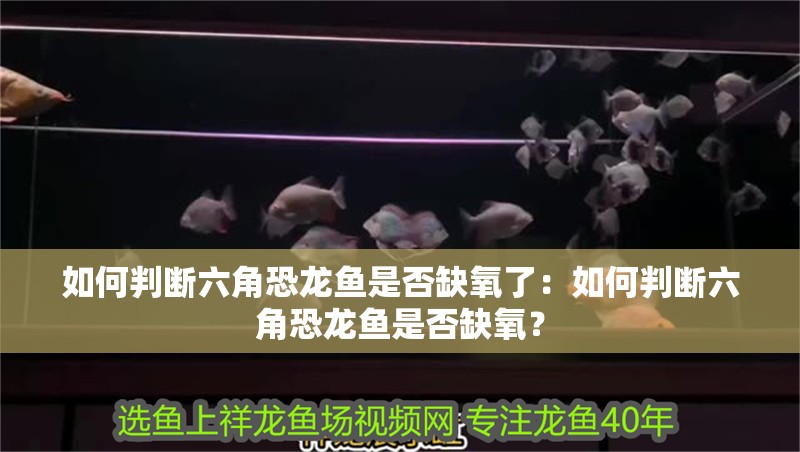 如何判斷六角恐龍魚是否缺氧了：如何判斷六角恐龍魚是否缺氧？
