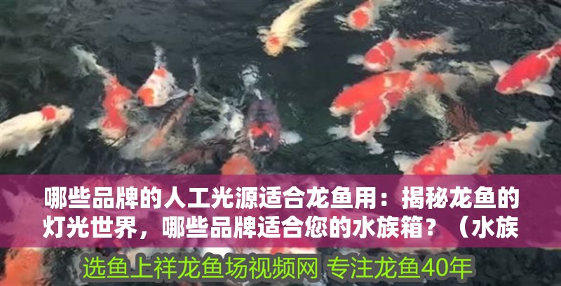 哪些品牌的人工光源適合龍魚用：揭秘龍魚的燈光世界，哪些品牌適合您的水族箱？（水族箱選擇人工光源）