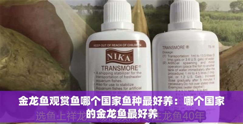 金龍魚觀賞魚哪個國家魚種最好養：哪個國家的金龍魚最好養 金龍魚觀賞魚哪個國家魚種最好養：哪個國家的金龍魚最好養 龍魚百科 第2張