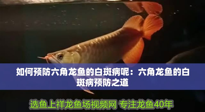 如何預防六角龍魚的白斑病呢：六角龍魚的白斑病預防之道