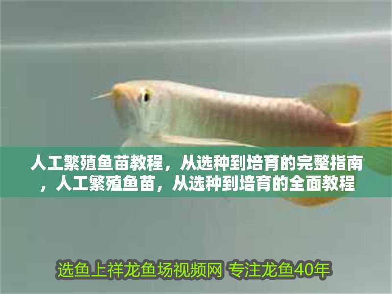 人工繁殖魚(yú)苗教程，從選種到培育的完整指南，人工繁殖魚(yú)苗，從選種到培育的全面教程