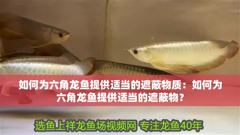 鸚鵡魚和銀龍魚混養怎樣喂食 如何為六角龍魚提供適當的遮蔽物質:如何為六角龍魚提供適當的遮蔽物? 水族問答 如何為六角龍魚提供適當的遮蔽物質:如何為六角龍魚提供適當的遮蔽物? 如何為六角龍魚提供適當的遮蔽物質:如何為六角龍魚提供適當的遮蔽物? 水族問答