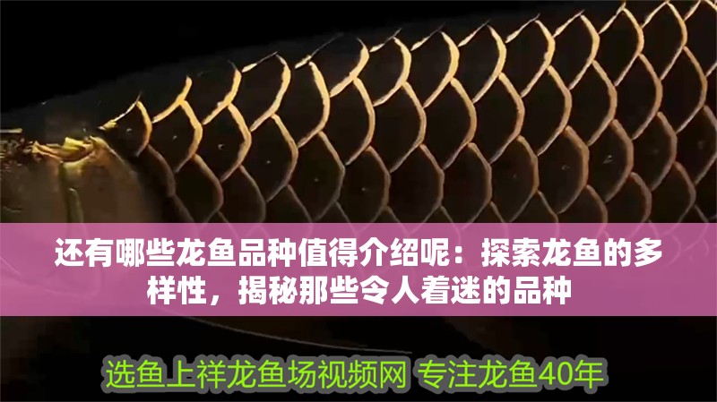 還有哪些龍魚品種值得介紹呢：探索龍魚的多樣性，揭秘那些令人著迷的品種