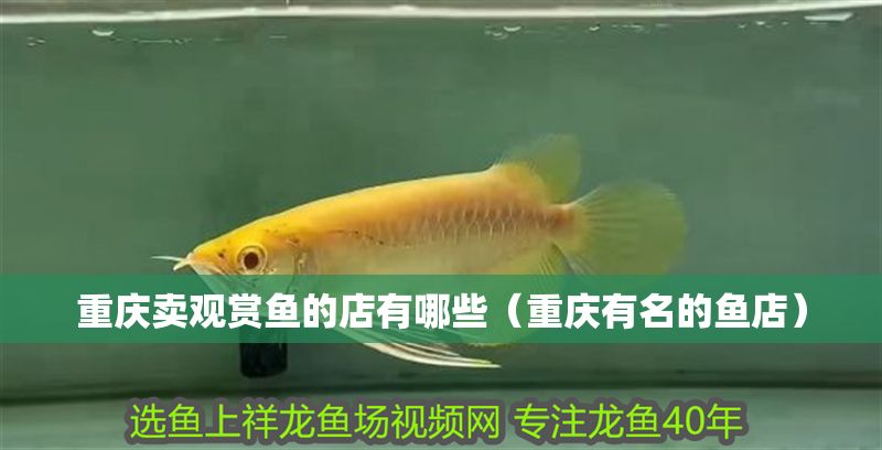 重慶賣觀賞魚的店有哪些（重慶有名的魚店）