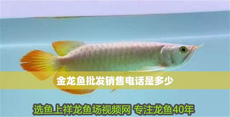 金龍魚(yú)批發(fā)銷售電話是多少