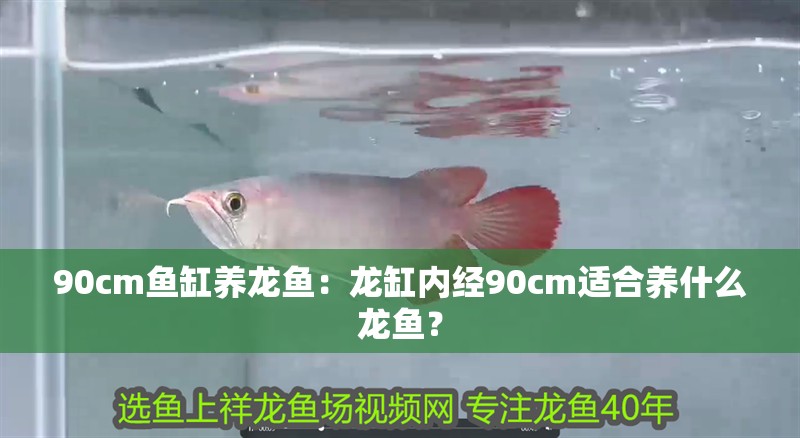 90cm魚缸養(yǎng)龍魚：龍缸內(nèi)經(jīng)90cm適合養(yǎng)什么龍魚？