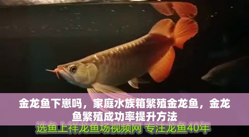 金龍魚下崽嗎，家庭水族箱繁殖金龍魚，金龍魚繁殖成功率提升方法