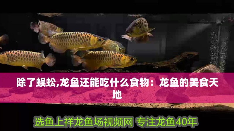 除了蜈蚣,龍魚還能吃什么食物：龍魚的美食天地