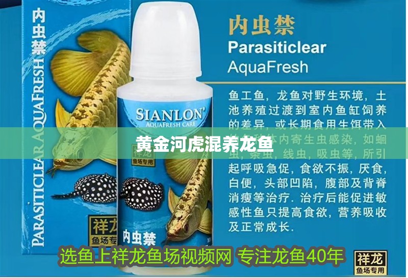黃金河虎混養龍魚