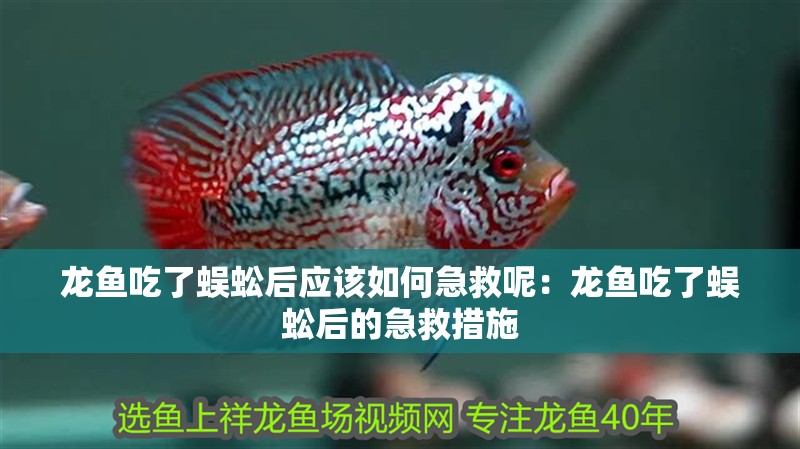 龍魚吃了蜈蚣后應該如何急救呢：龍魚吃了蜈蚣后的急救措施