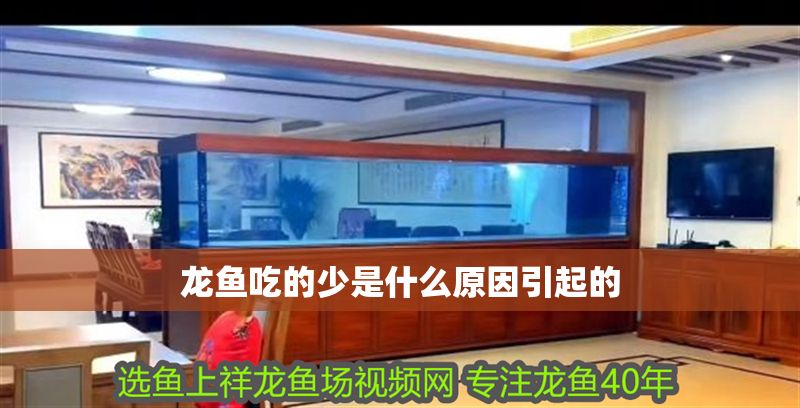 龍魚吃的少是什么原因引起的 龍魚吃的少是什么原因引起的 龍魚百科 第2張