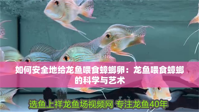如何安全地給龍魚喂食蟑螂卵：龍魚喂食蟑螂的科學與藝術