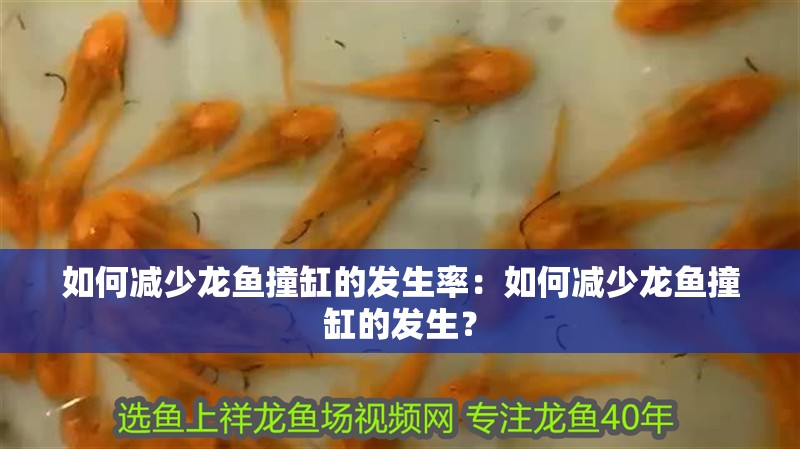 如何減少龍魚撞缸的發生率：如何減少龍魚撞缸的發生？ 如何減少龍魚撞缸的發生率：如何減少龍魚撞缸的發生？ 水族問答