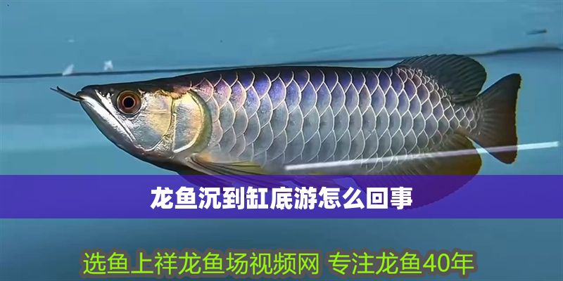 龍魚沉到缸底游怎么回事 龍魚沉到缸底游怎么回事 龍魚百科 第2張