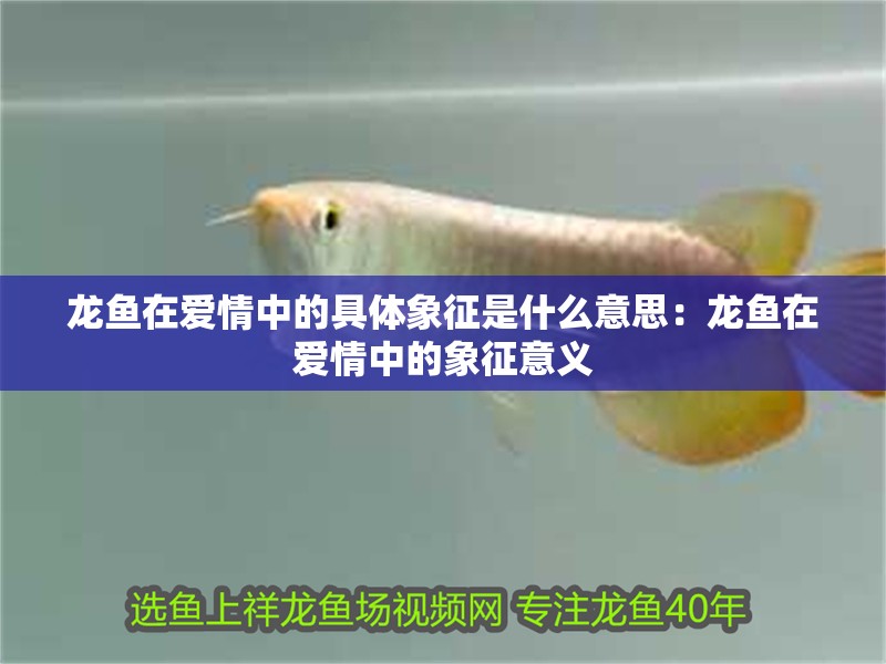 龍魚在愛情中的具體象征是什么意思：龍魚在愛情中的象征意義