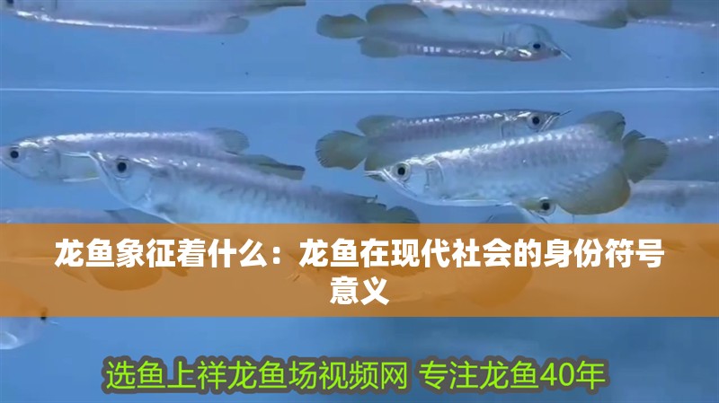 龍魚象征著什么：龍魚在現代社會的身份符號意義