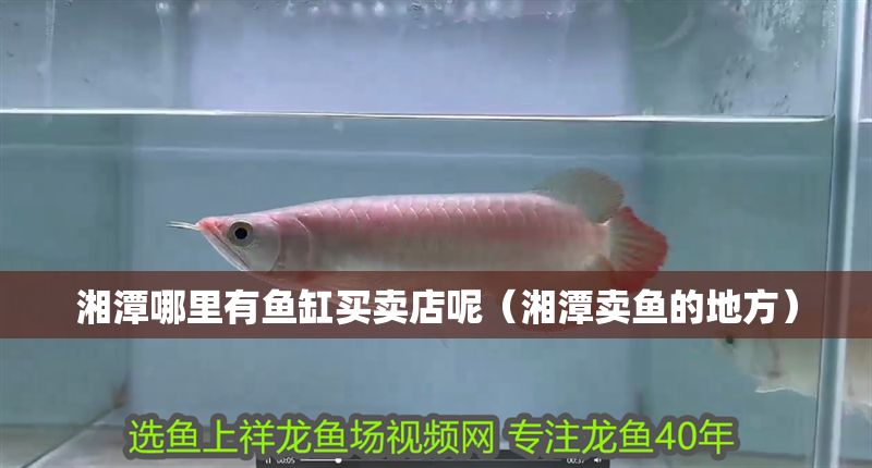 湘潭哪里有魚缸買賣店呢(湘潭賣魚的地方) 全國水族館企業名錄 第1張 湘潭哪里有魚缸買賣店呢(湘潭賣魚的地方) 湘潭哪里有魚缸買賣店呢(湘潭賣魚的地方) 全國水族館企業名錄 第1張