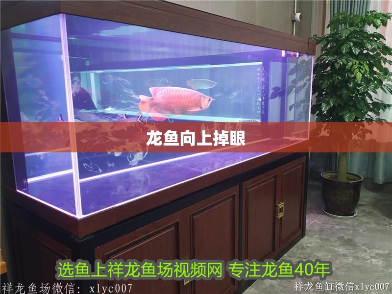龍魚向上掉眼 龍魚向上掉眼 龍魚百科