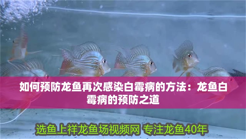 如何預(yù)防龍魚(yú)再次感染白霉病的方法：龍魚(yú)白霉病的預(yù)防之道