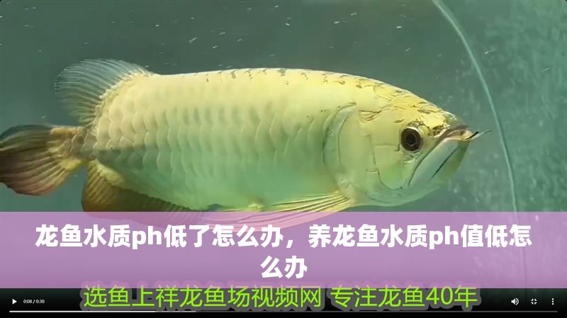 龍魚水質ph低了怎么辦，養龍魚水質ph值低怎么辦