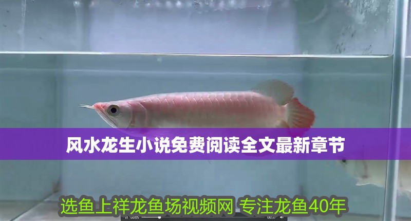 風水龍生小說免費閱讀全文最新章節 風水龍生小說免費閱讀全文最新章節 龍魚百科