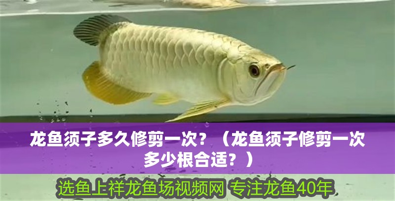 龍魚須子多久修剪一次？（龍魚須子修剪一次多少根合適？） 龍魚須子多久修剪一次？（龍魚須子修剪一次多少根合適？） 龍魚百科