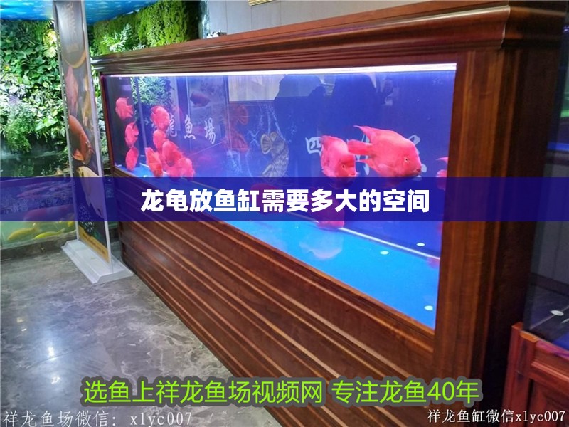 龍龜放魚缸需要多大的空間 龍龜放魚缸需要多大的空間 龍魚百科