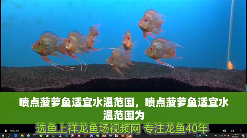 噴點(diǎn)菠蘿魚適宜水溫范圍,噴點(diǎn)菠蘿魚適宜水溫范圍為 龍魚百科 第2張 噴點(diǎn)菠蘿魚適宜水溫范圍,噴點(diǎn)菠蘿魚適宜水溫范圍為 噴點(diǎn)菠蘿魚適宜水溫范圍,噴點(diǎn)菠蘿魚適宜水溫范圍為 龍魚百科 第2張