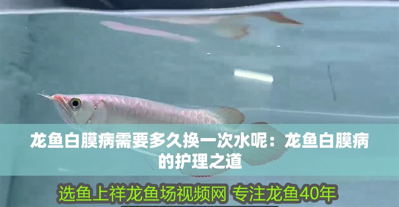 龍魚白膜病需要多久換一次水呢：龍魚白膜病的護理之道