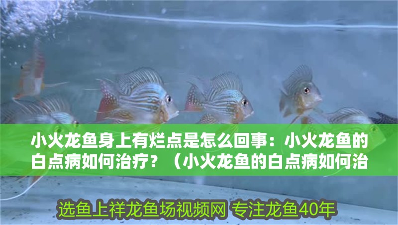 小火龍魚身上有爛點是怎么回事：小火龍魚的白點病如何治療？（小火龍魚的白點病如何治療）