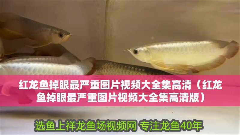紅龍魚掉眼最嚴(yán)重圖片視頻大全集高清（紅龍魚掉眼最嚴(yán)重圖片視頻大全集高清版）