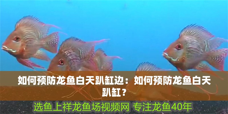 如何預防龍魚白天趴缸邊：如何預防龍魚白天趴缸？