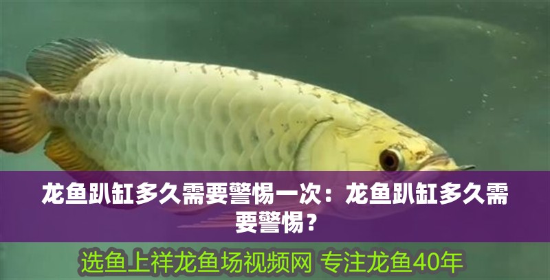龍魚趴缸多久需要警惕一次：龍魚趴缸多久需要警惕？ 龍魚趴缸多久需要警惕一次：龍魚趴缸多久需要警惕？ 水族問答