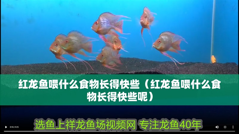 紅龍魚喂什么食物長得快些（紅龍魚喂什么食物長得快些呢）