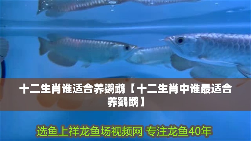 十二生肖誰適合養(yǎng)鸚鵡【十二生肖中誰最適合養(yǎng)鸚鵡】