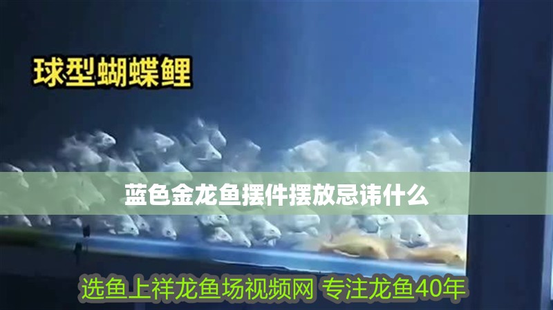 藍色金龍魚擺件擺放忌諱什么 藍色金龍魚擺件擺放忌諱什么 龍魚百科